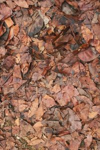 High angle view of maple leaves on road