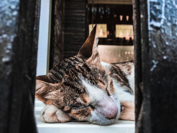 Close-up of a cat sleeping
