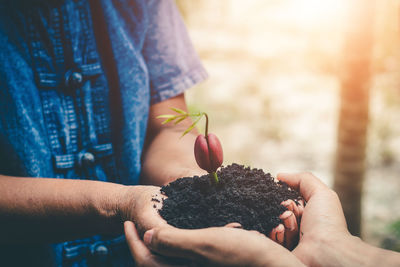 Close-up of hands holding plant