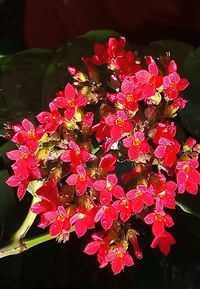 Close-up of red flowers blooming outdoors