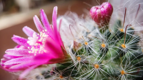 Close-up of pink succulent plant