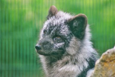 Close-up of an animal looking away