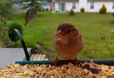 Close-up of bird