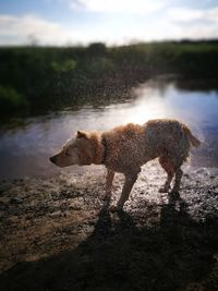 Dog standing on shore against sky