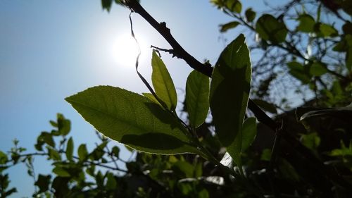 Low angle view of fresh green leaves against sky
