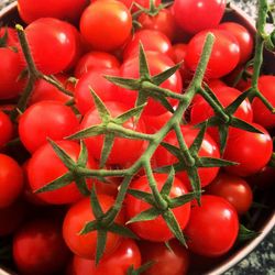 High angle view of tomatoes