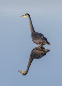 High angle view of gray heron on lake