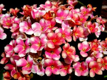 Close-up of pink flowers