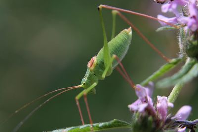 Close-up of insect on flower