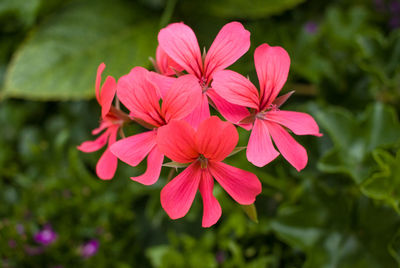 Close-up of flowers blooming outdoors