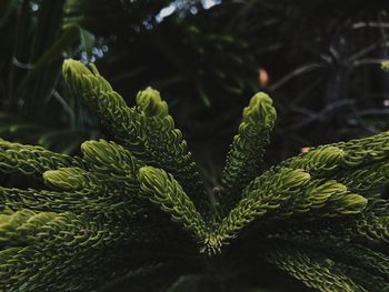 Close-up of green leaves