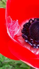 Close up of red flower