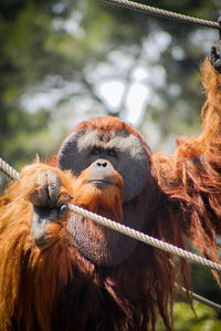 Adult male orangutan at the zoo