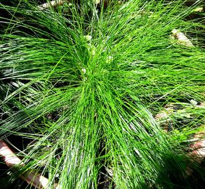 Full frame shot of grass