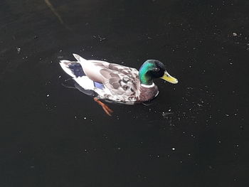 High angle view of mallard duck swimming in lake