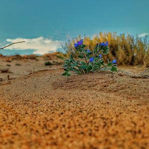 Close-up of purple flowering plant on sand