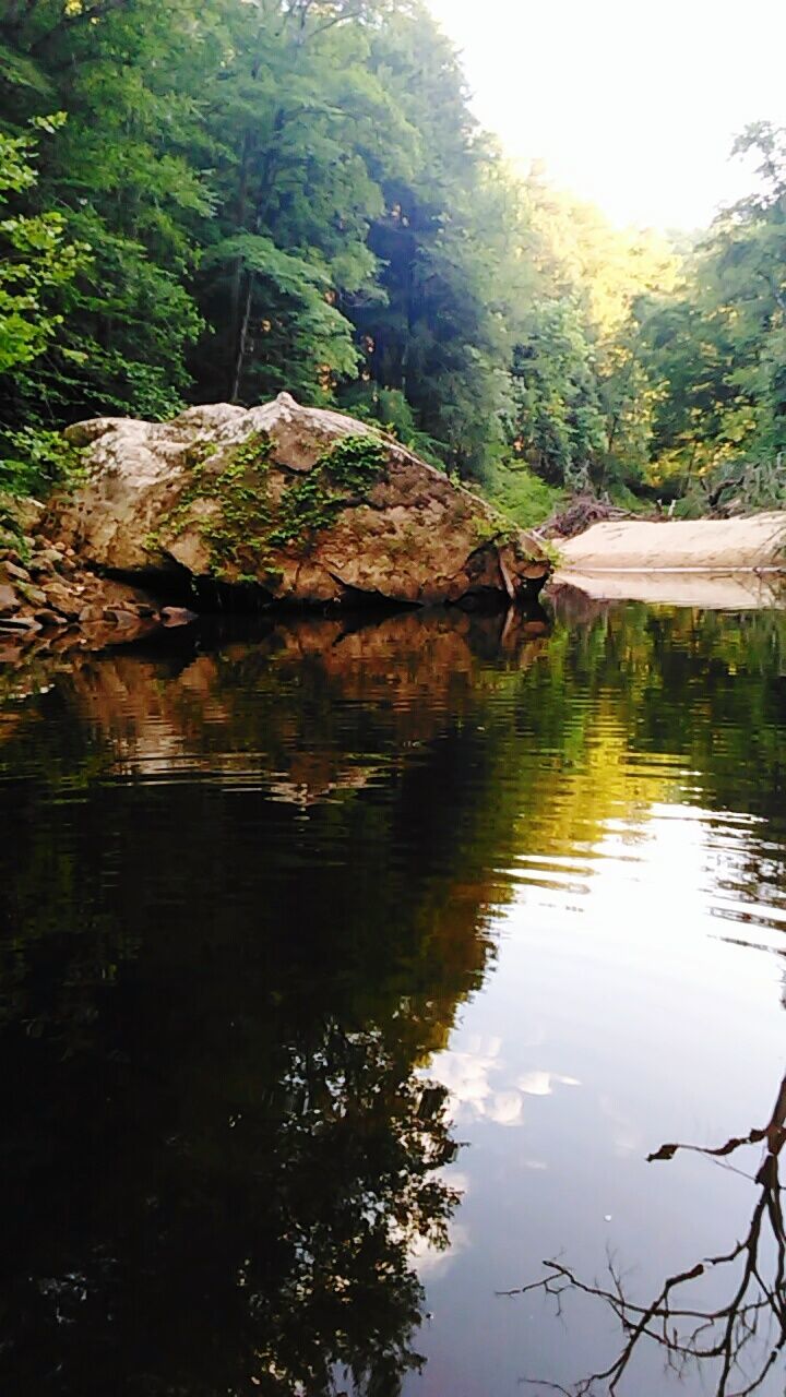 REFLECTION OF TREES IN WATER