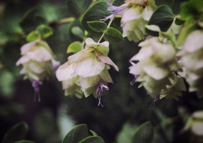 Close-up of flowering plant