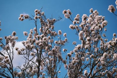 Low angle view of flowering plants against clear blue sky