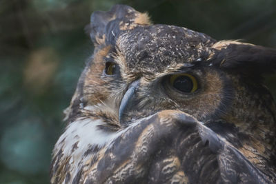 Close-up of a bird looking away
