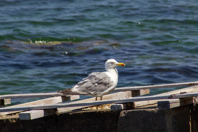 Close-up of seagull perching on railing against sea