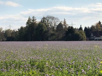 Scenic view of flowering plants on field against sky