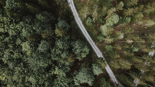 High angle view of trees growing in forest