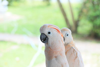 The white cockatoo or umbrella cackatoo