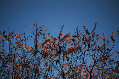 Low angle view of plants against clear blue sky