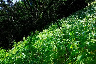 Low angle view of plants against trees