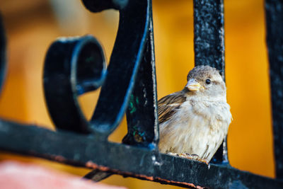 Sparrow perching on fence
