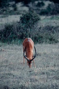 Horse in a field