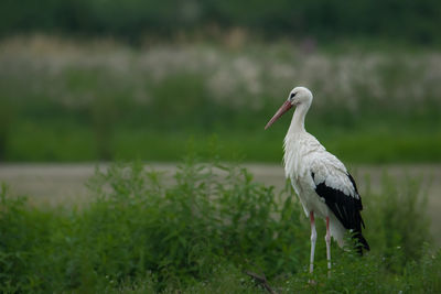 Bird on a field