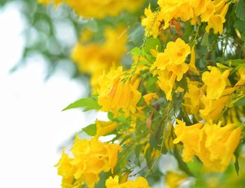 Close-up of yellow flowering plant