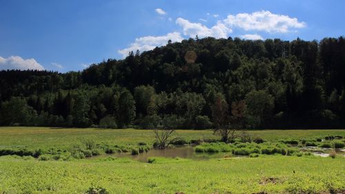 Trees on field against sky