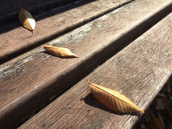 High angle view of shell on wood