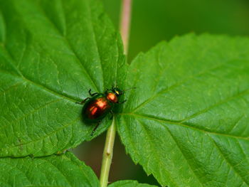 Close-up of ladybug on leaf