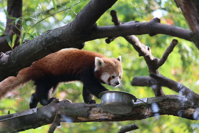 View of squirrel on tree branch