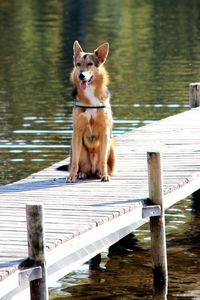 Portrait of dog on pier over lake