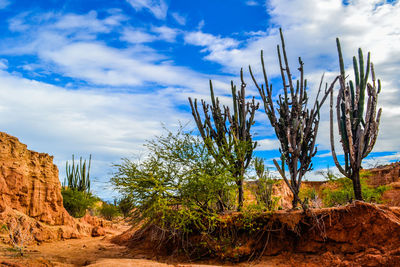 Plants growing in desert against sky