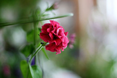Close-up of pink rose blooming outdoors