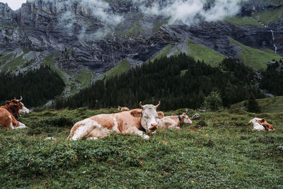 View of cows on grassy land