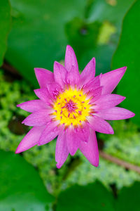 Close-up of pink flower blooming outdoors