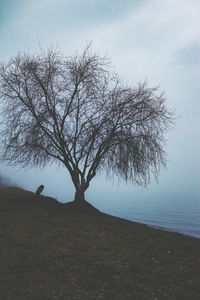 Bare tree on landscape against sky