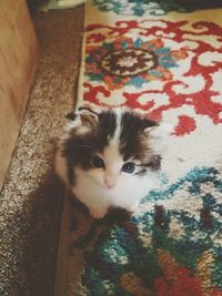 Portrait of cat relaxing at home