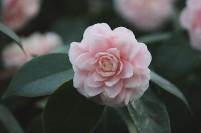 Close-up of pink rose