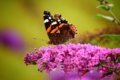 Close-up of butterfly perching on flower