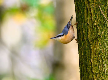 Nuthatch, sitta europaea, climbing down a tree trunk.