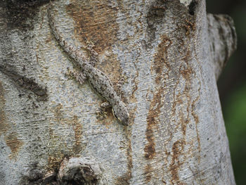 Close-up of tree trunk