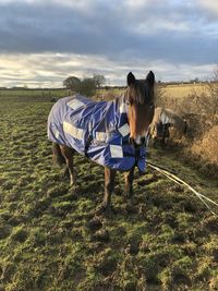 Horse standing on field
